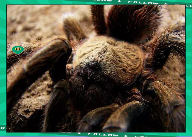 壹号娱乐- 世界足球莱万多夫斯基 